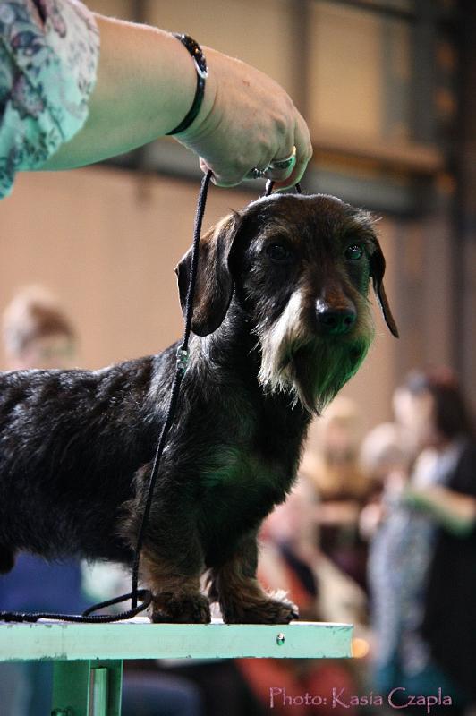 Crufts2011_2 739.jpg